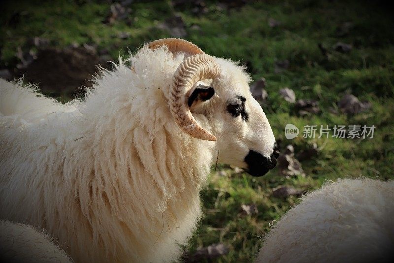 Thône et marthod french sheep